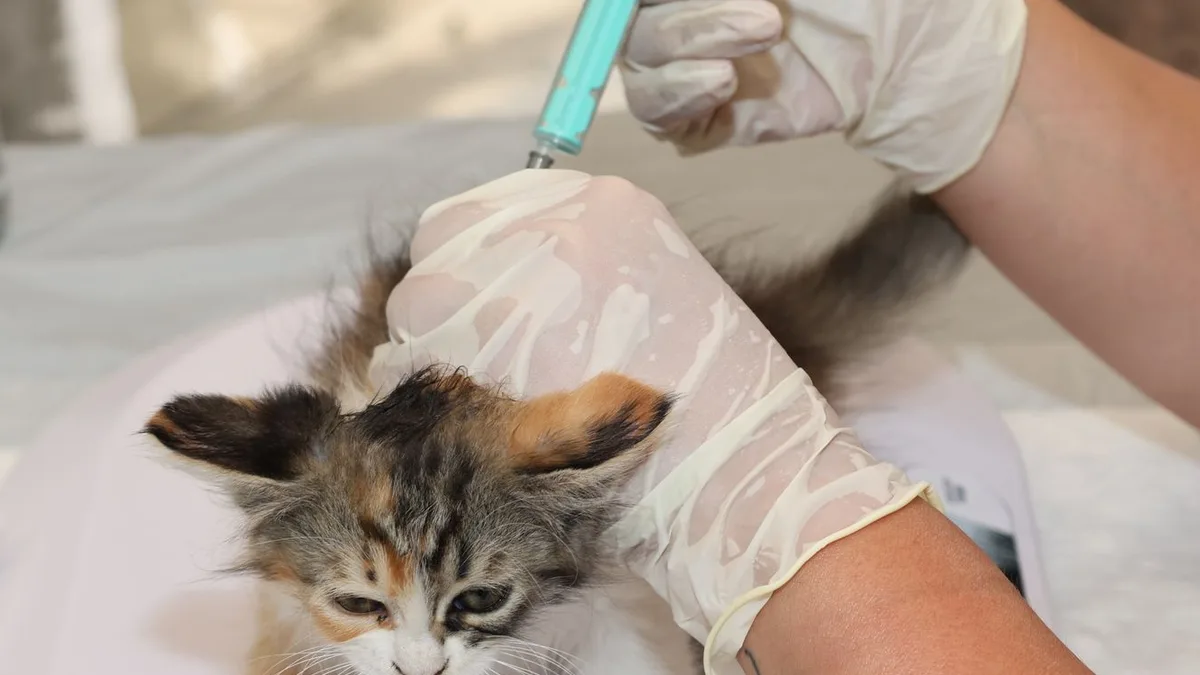 A gloved hand giving a vaccination shot to a long-haired calico kitten