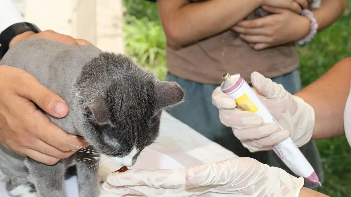 Gloved hands giving oral medication from a tube to a gray and white cat
