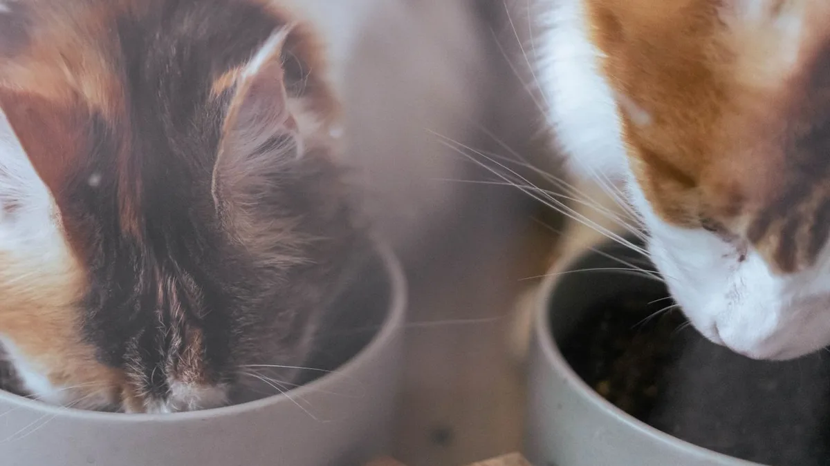 Two cats eating side by side from their own bowls at a shared feeding station