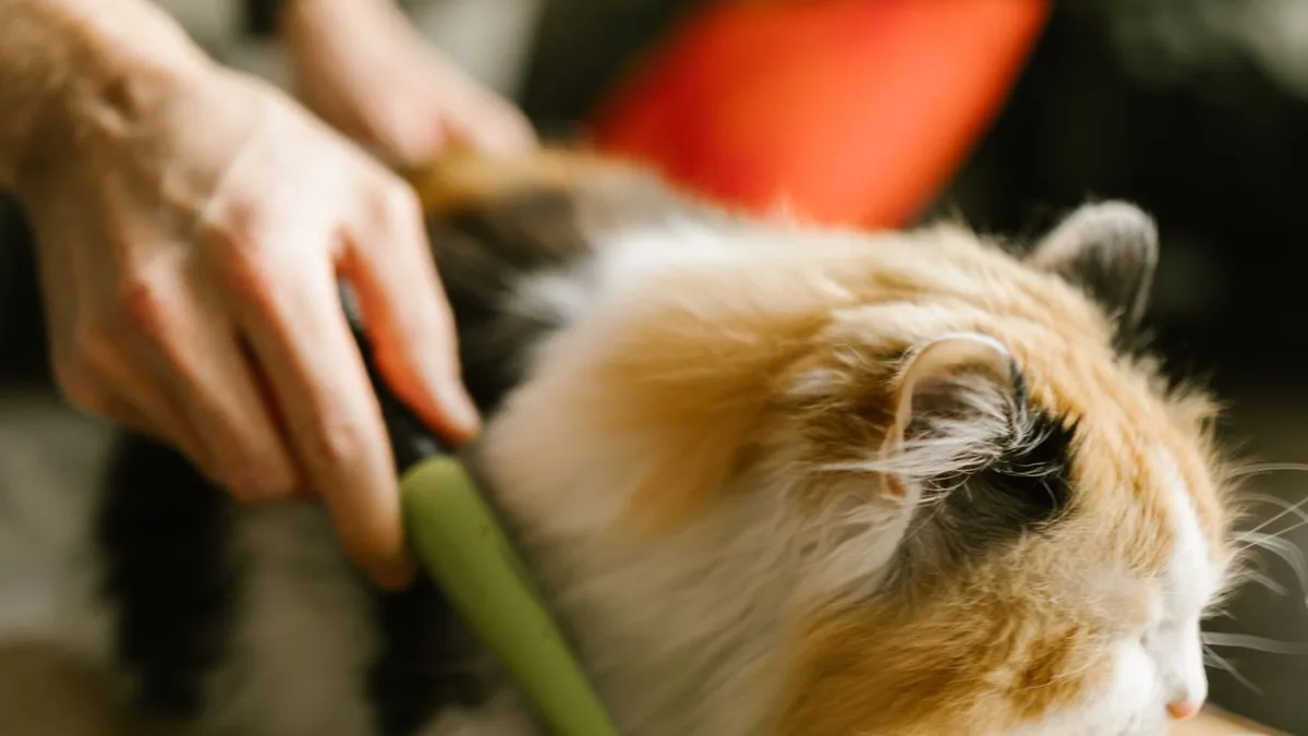 A person combing the neck fur of a long-haired calico cat with a green comb