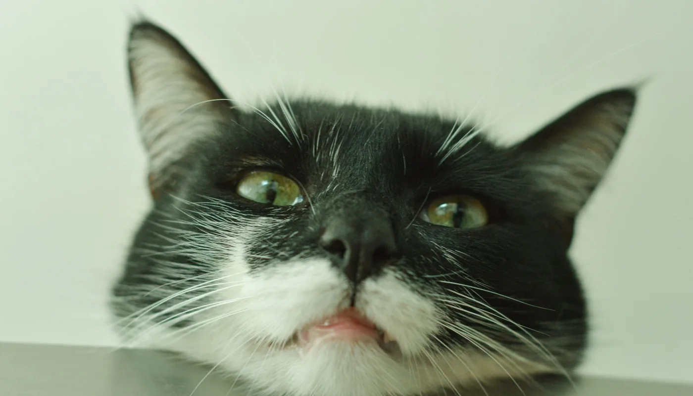 A black and white cat resting its chin on a table with its tongue sticking out, eyes half closed