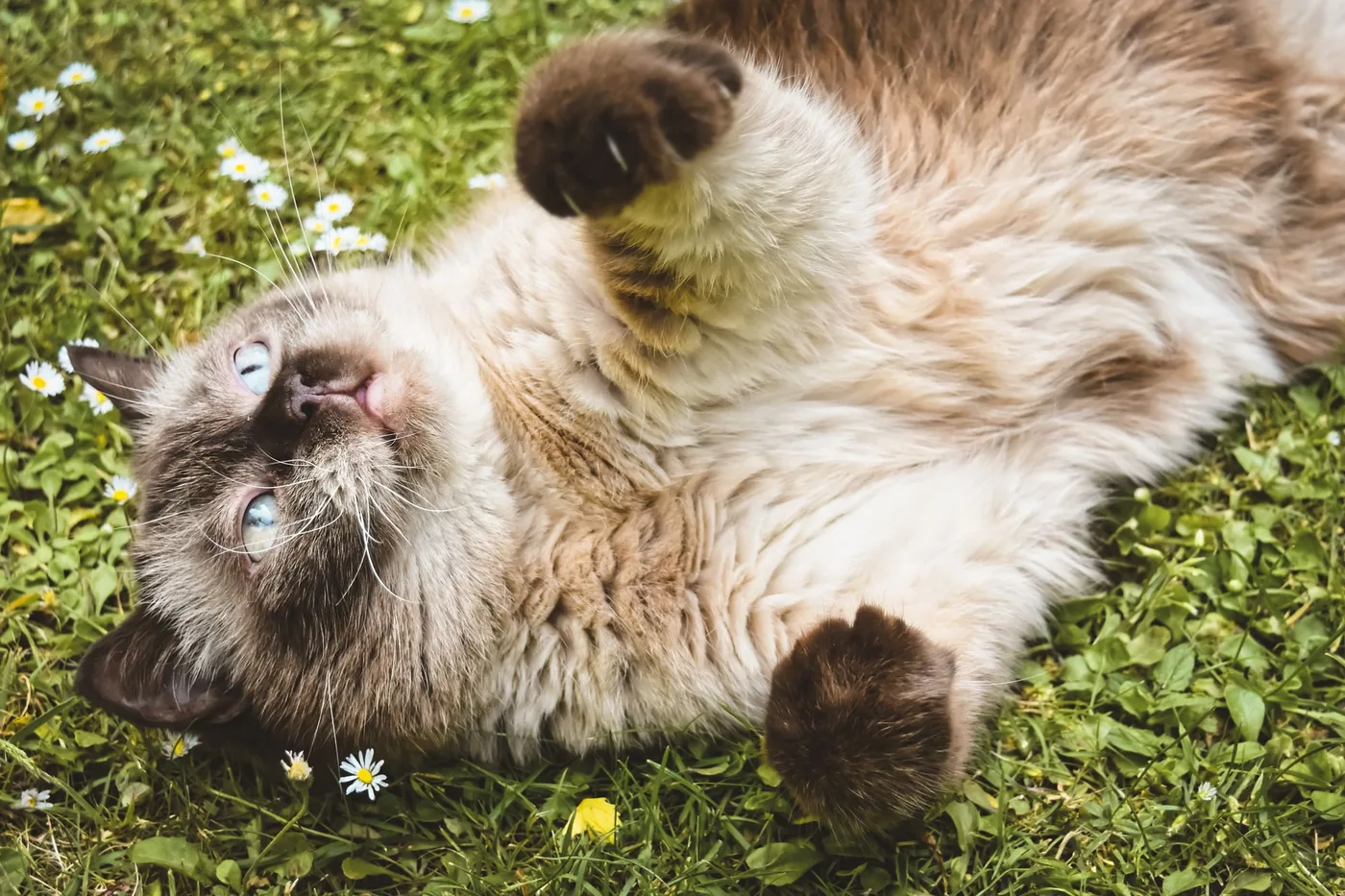 A fluffy colorpoint cat lying on its back in a lawn dotted with daisies