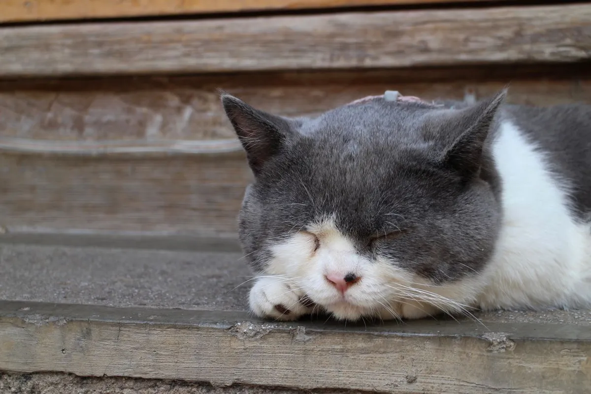 A grey and white cat sleeping deeply with its eyes closed