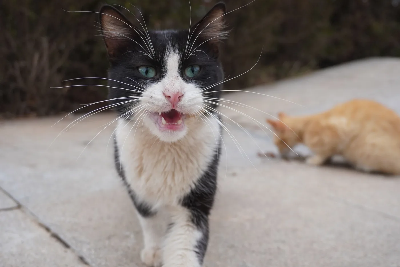 A black and white street cat walking toward the camera with its mouth open mid-yowl, a ginger cat crouched behind it