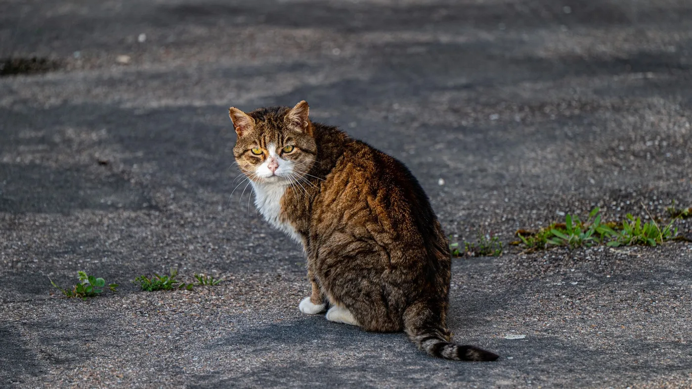 A brown tabby cat with a white chest sitting on an asphalt road, looking back over its shoulder