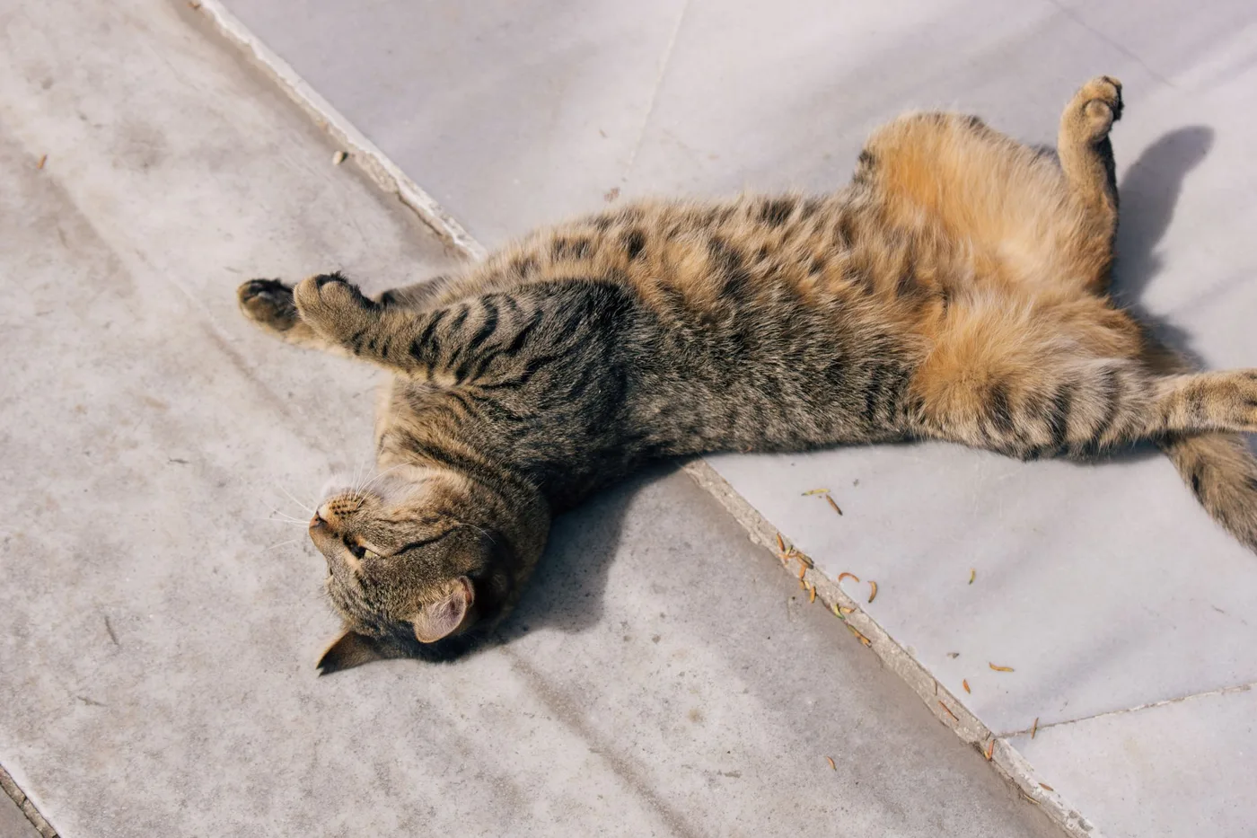 A tabby cat stretched out on its back on sunlit stone tiles, belly up, front paws in the air