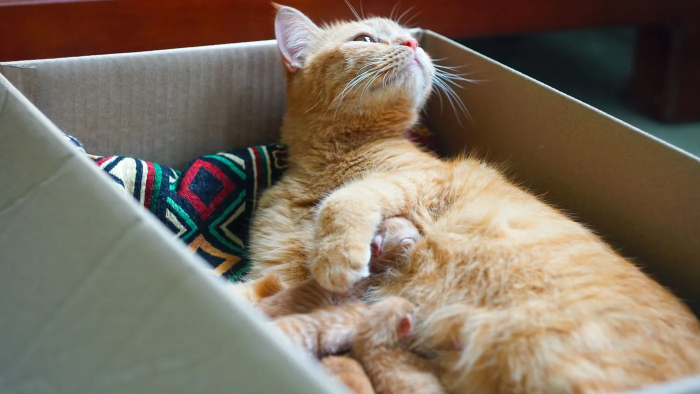 A ginger cat lying in a cardboard box lined with a patterned blanket, newborn ginger kittens nursing at her belly