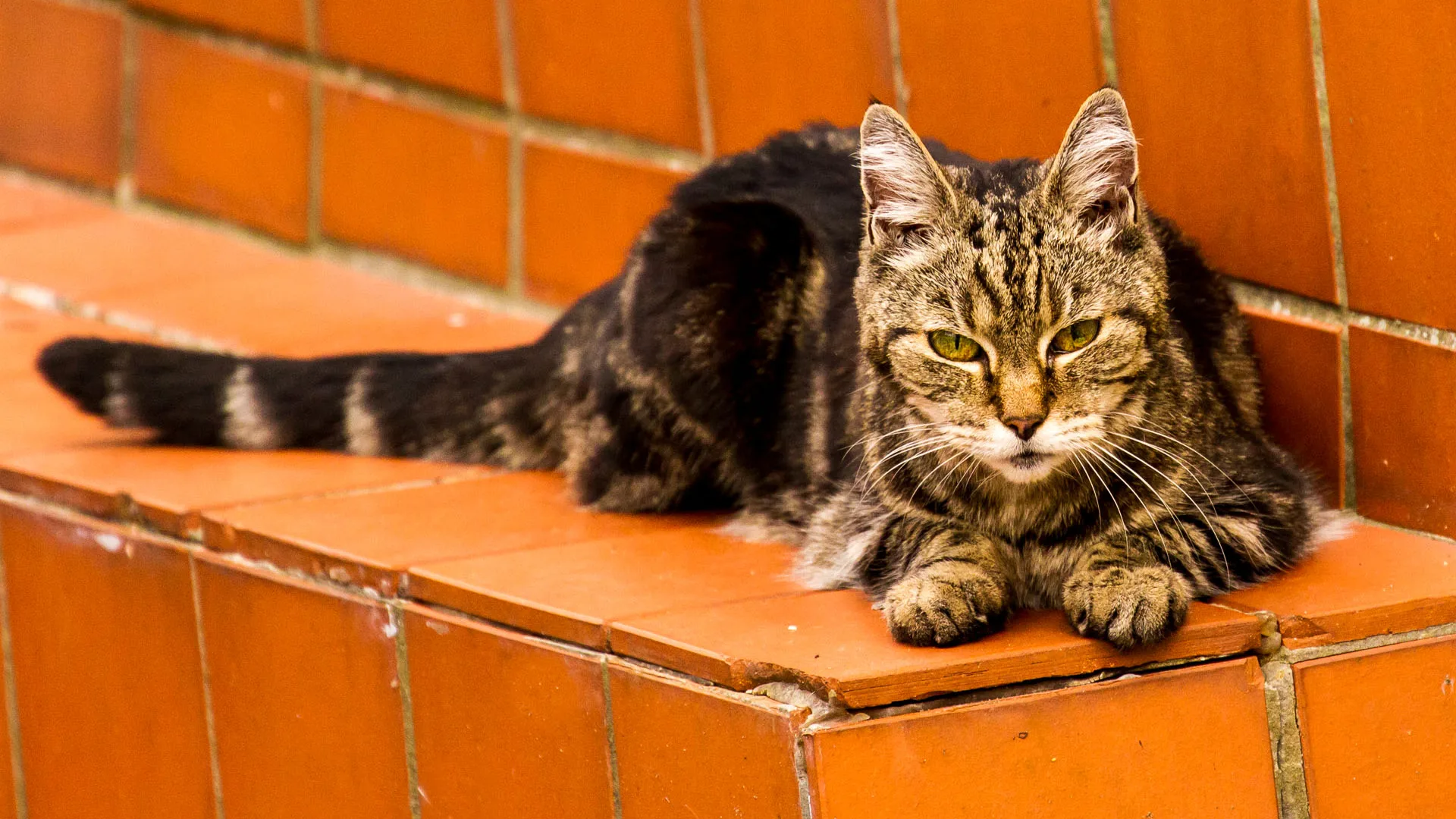 A visibly senior tabby cat resting calmly on warm terracotta steps