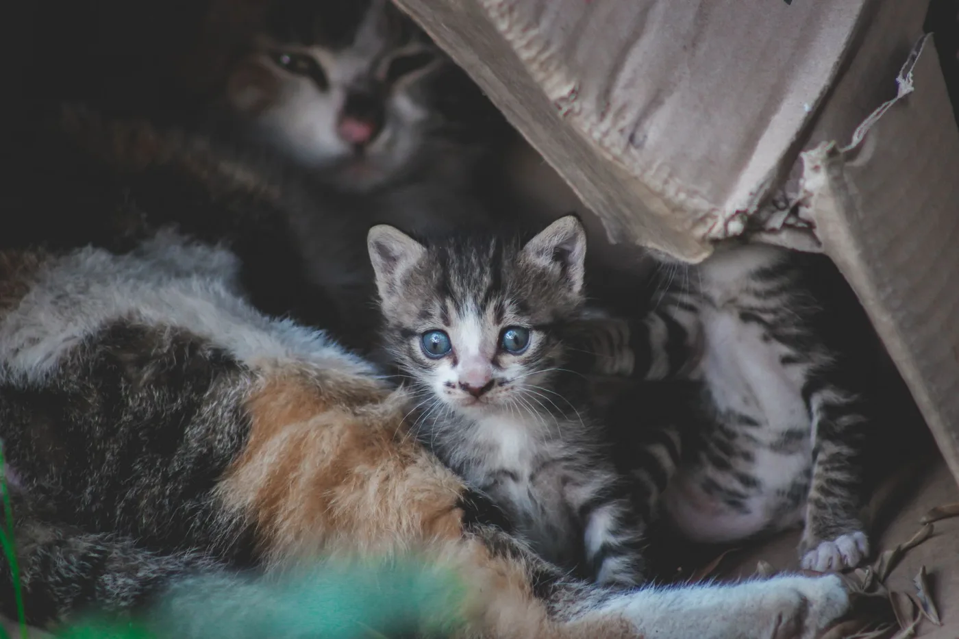 Several tabby kittens of one litter huddled together inside a cardboard box