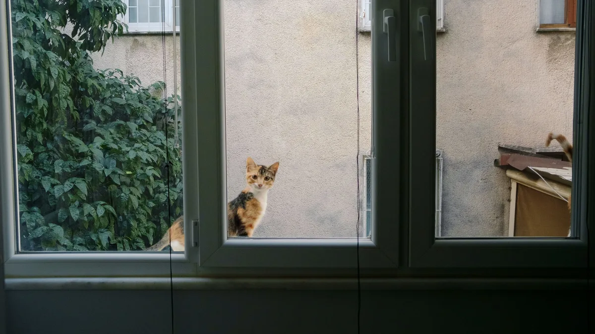 A kitten sitting on the outside ledge of a closed window, seen from inside the apartment