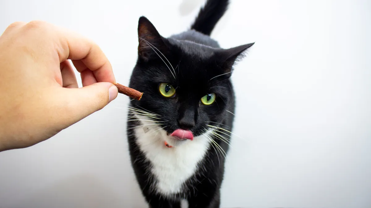 A tuxedo cat licking its lips as it takes a treat from a hand