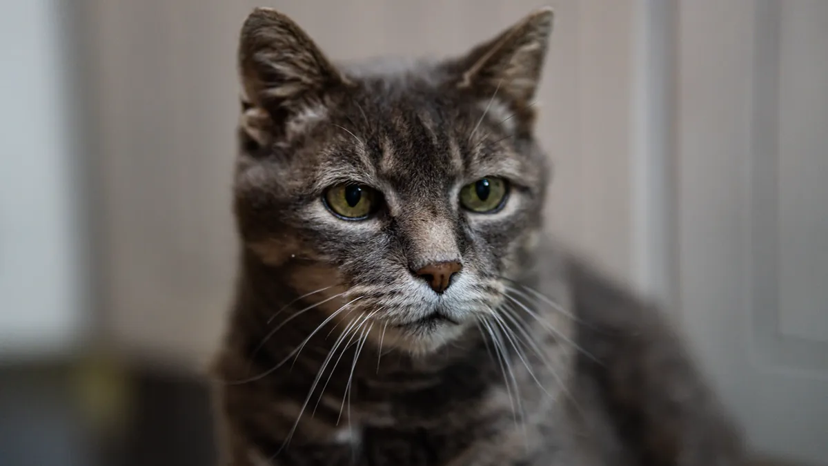 Close-up portrait of a lean grey senior tabby cat with an alert stare