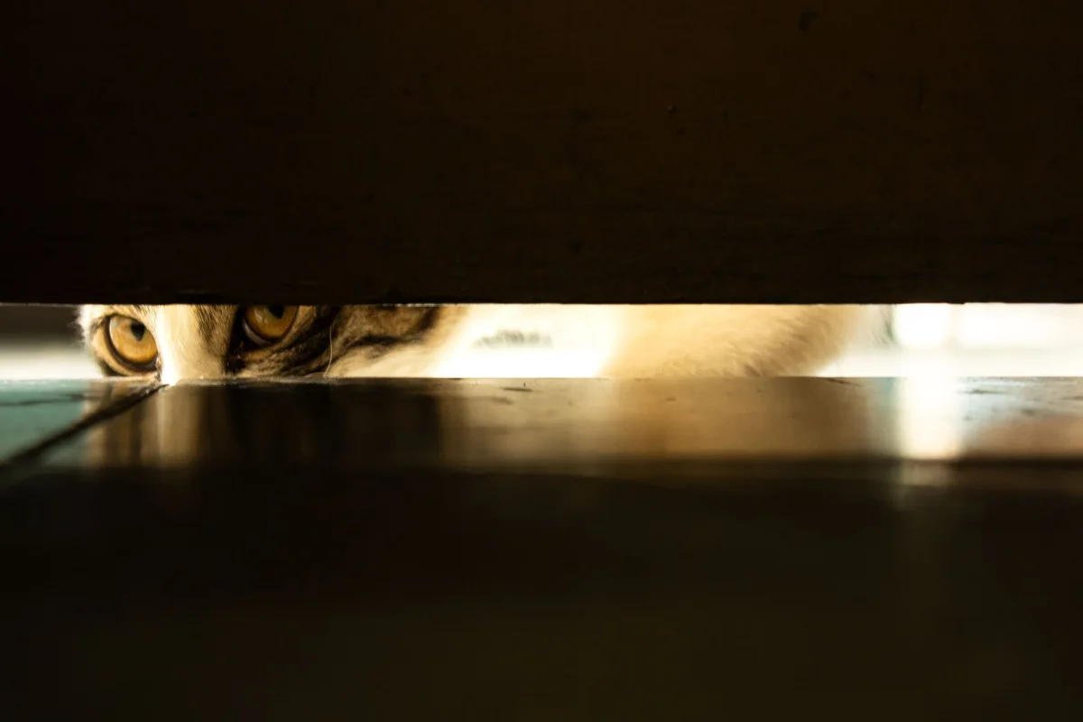 A cat peering through the narrow gap of a partly open door into the next room