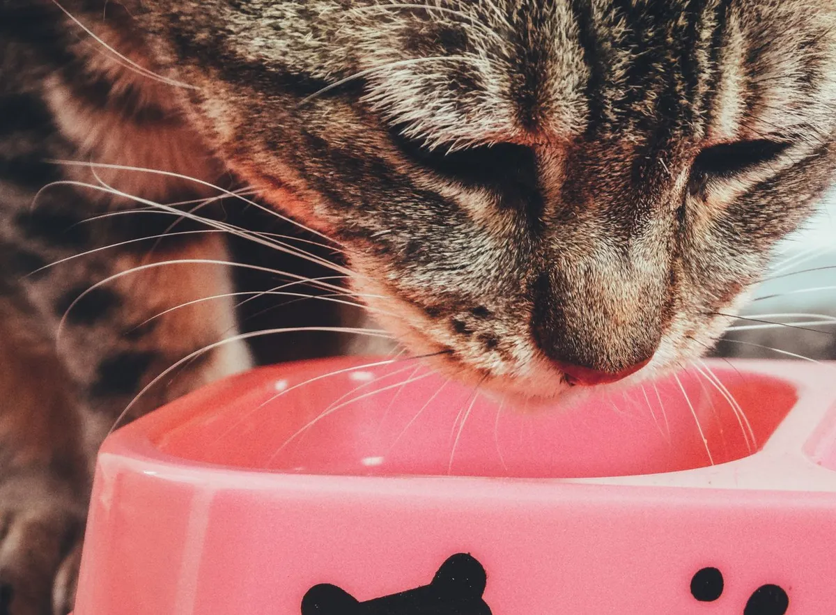 Close-up of a tabby cat eating from a pink bowl