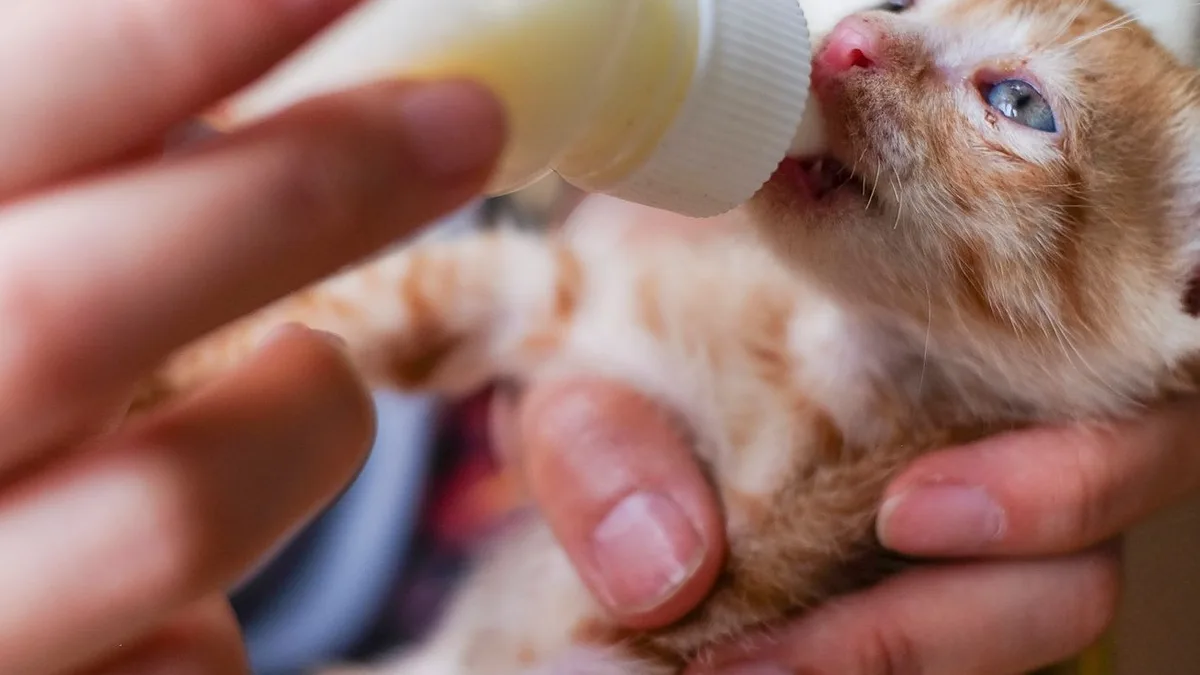 A tiny ginger kitten with blue eyes drinking formula from a nursing bottle held by hand
