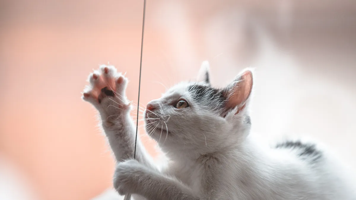 A white kitten reaching up to grab a hanging thread with its paw