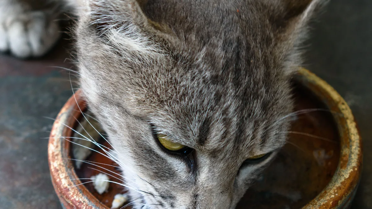 A grey tabby cat eating from a ceramic bowl, seen from above