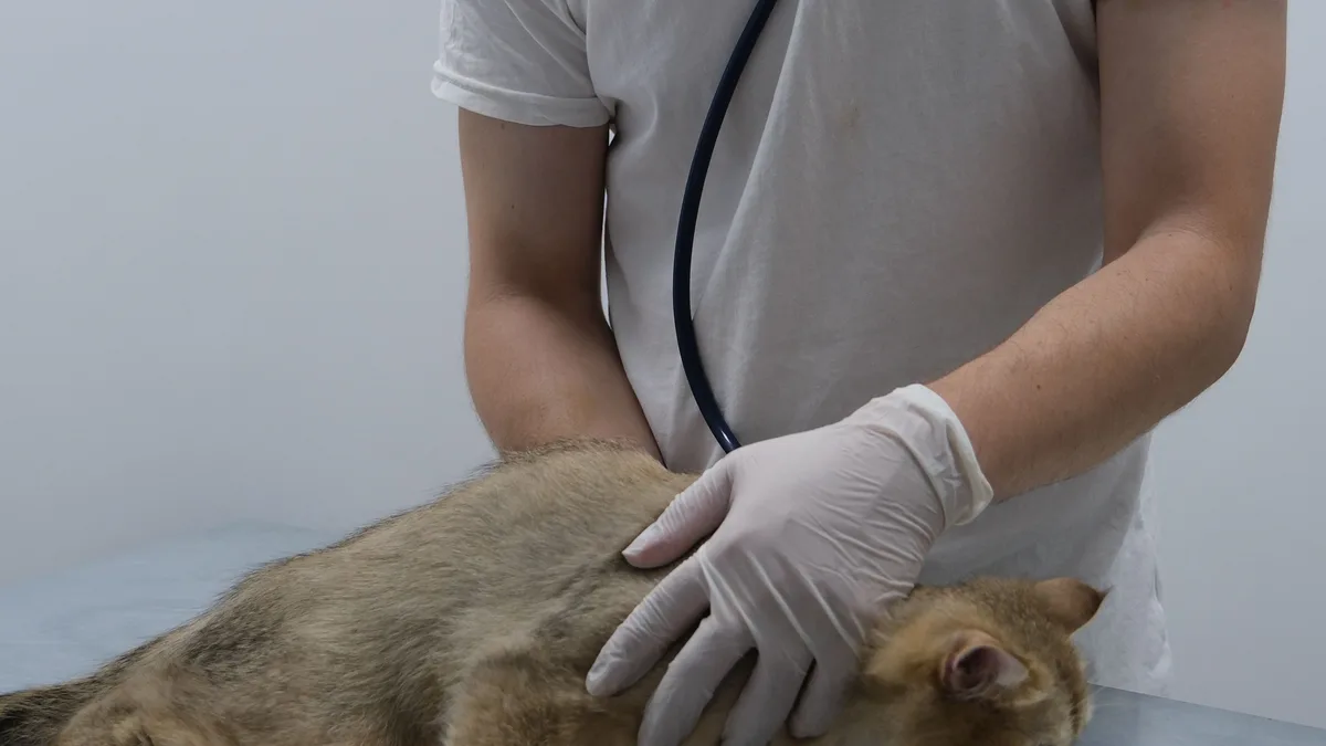 A veterinarian in gloves listening to a tabby cat's chest with a stethoscope on an exam table