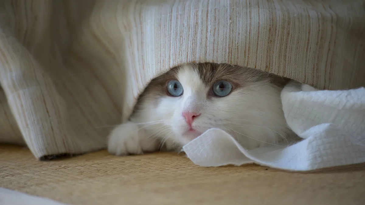 A white and cream cat resting under a light blanket, only its face showing