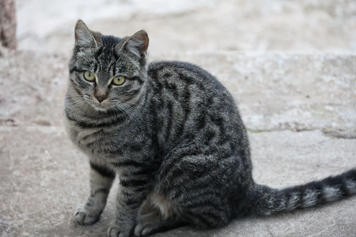 A grey classic tabby cat sitting on a concrete path, the swirled blotched pattern clear along its side