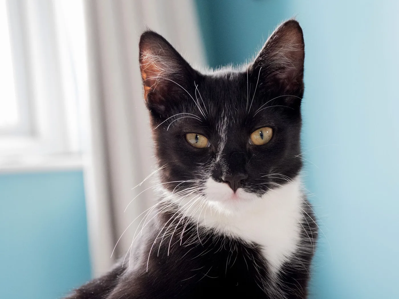 A young black and white tuxedo cat with a white chin and chest, photographed indoors against a blue wall