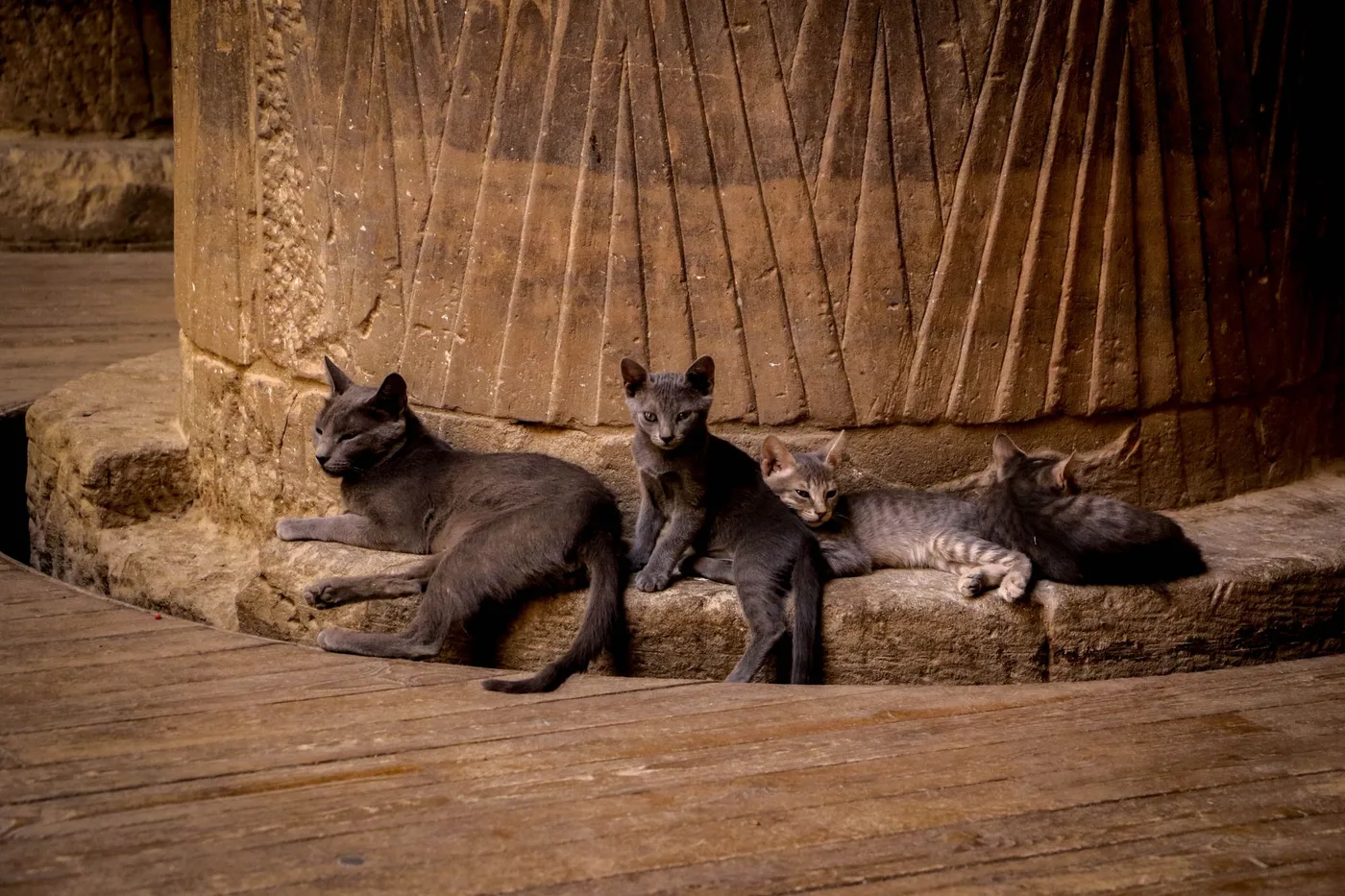 A grey cat and three kittens resting at the foot of a carved stone column in Aswan, Egypt