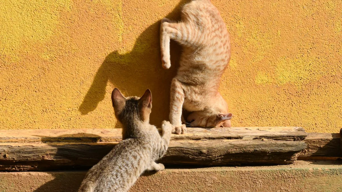 Two kittens play-wrestling on a ledge against a yellow wall, one rolling upside down