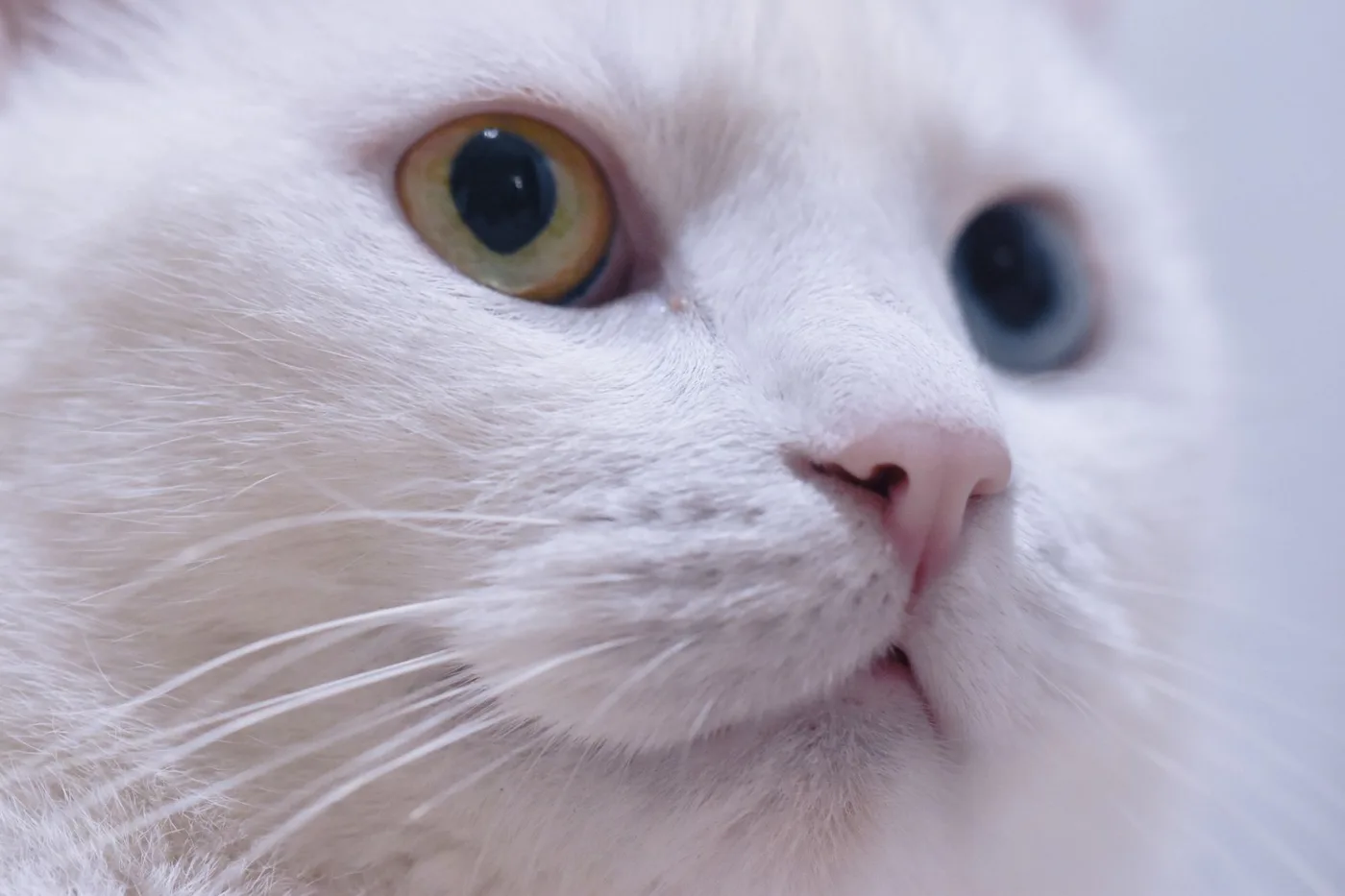 Close-up of a white cat's face with one gold eye and one blue eye