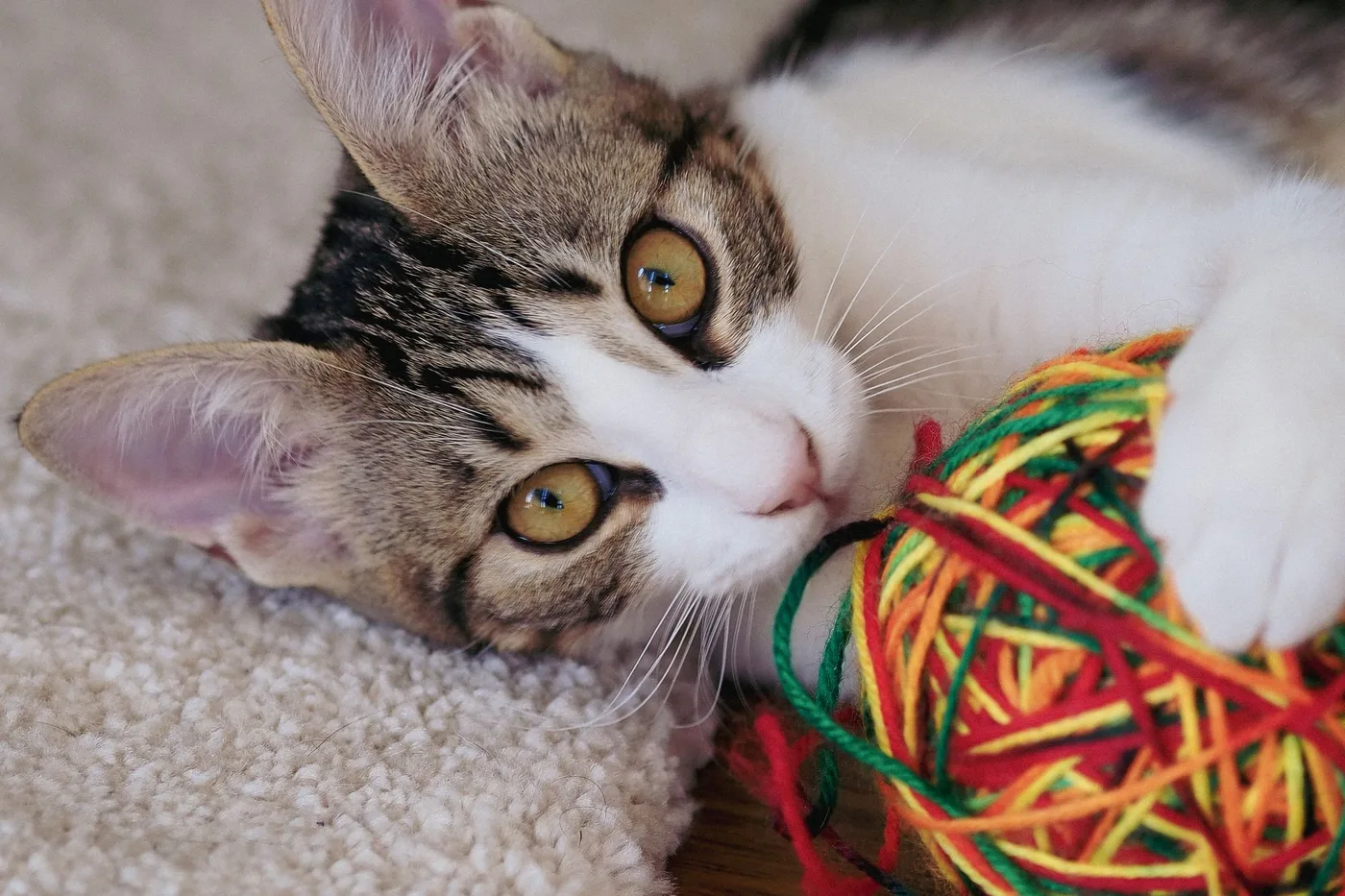 A tabby and white kitten lying on a carpet holding and mouthing a colorful ball of yarn