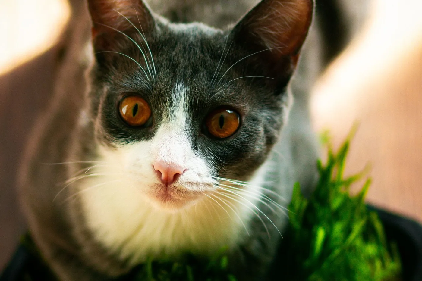 A gray and white cat with orange eyes sitting beside a tray of fresh green cat grass indoors
