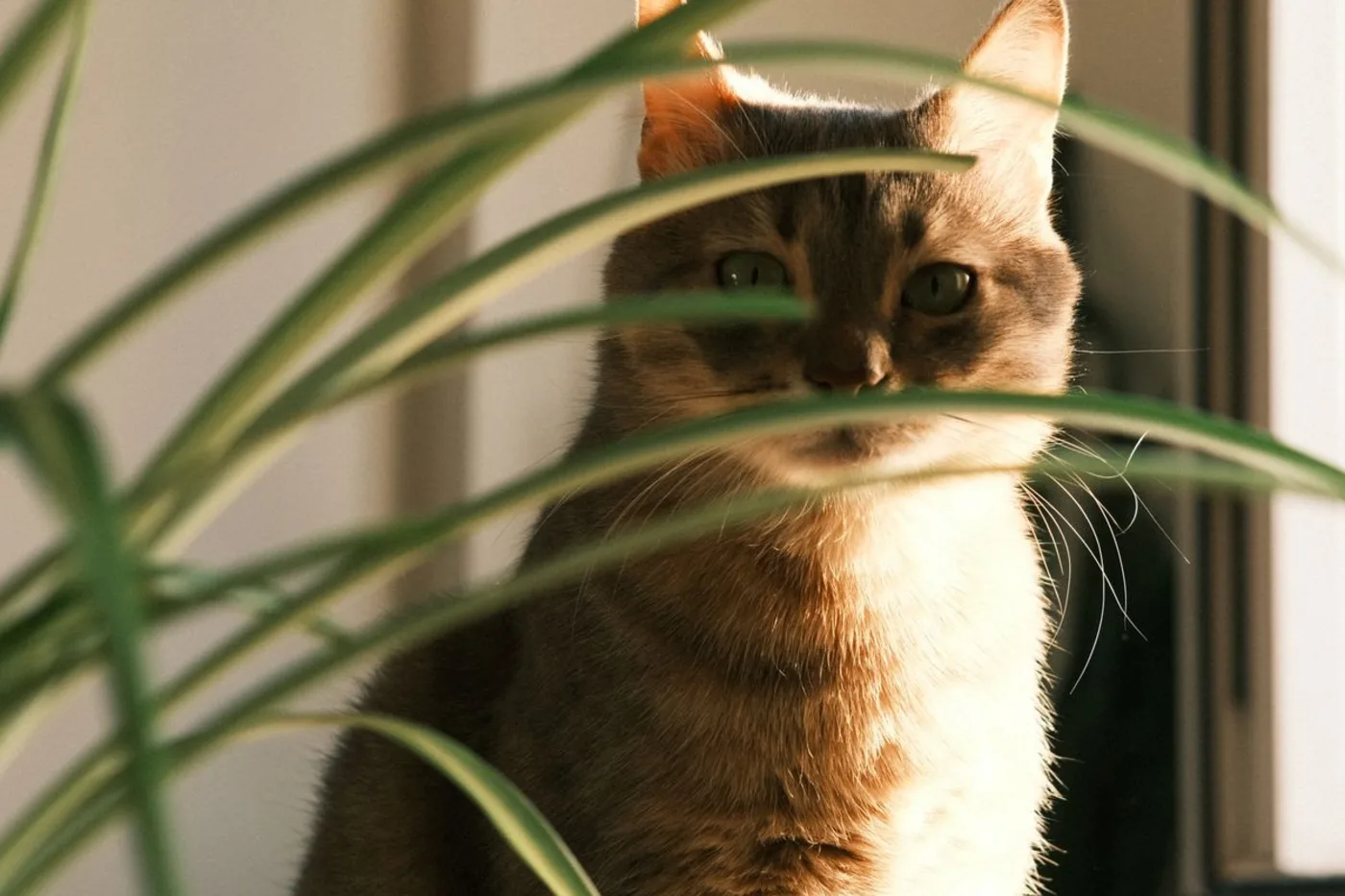A tabby cat sitting by a sunny window, watching from behind the long striped leaves of a houseplant