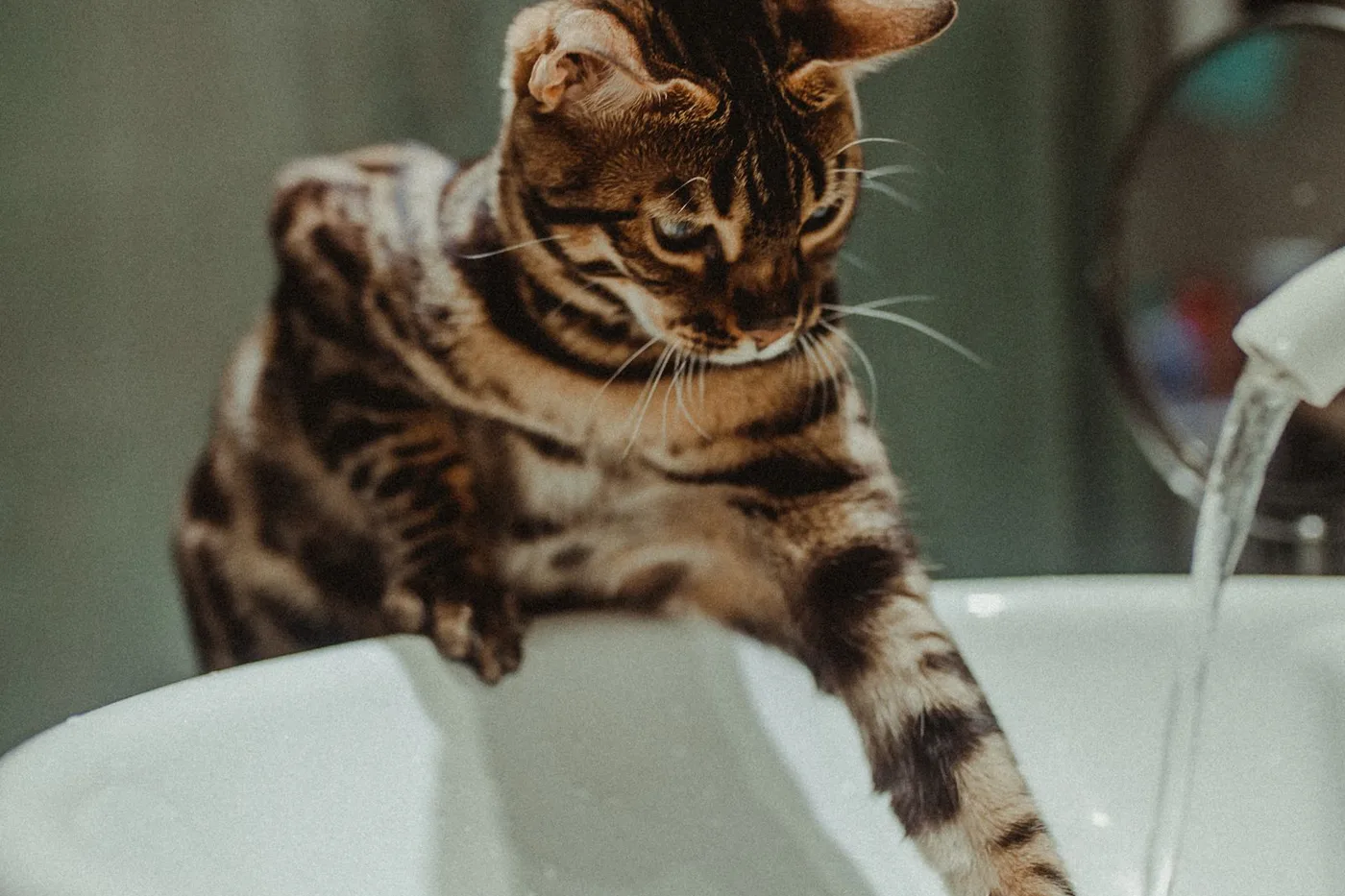 A Bengal cat perched on a white sink reaching a paw toward water running from the faucet