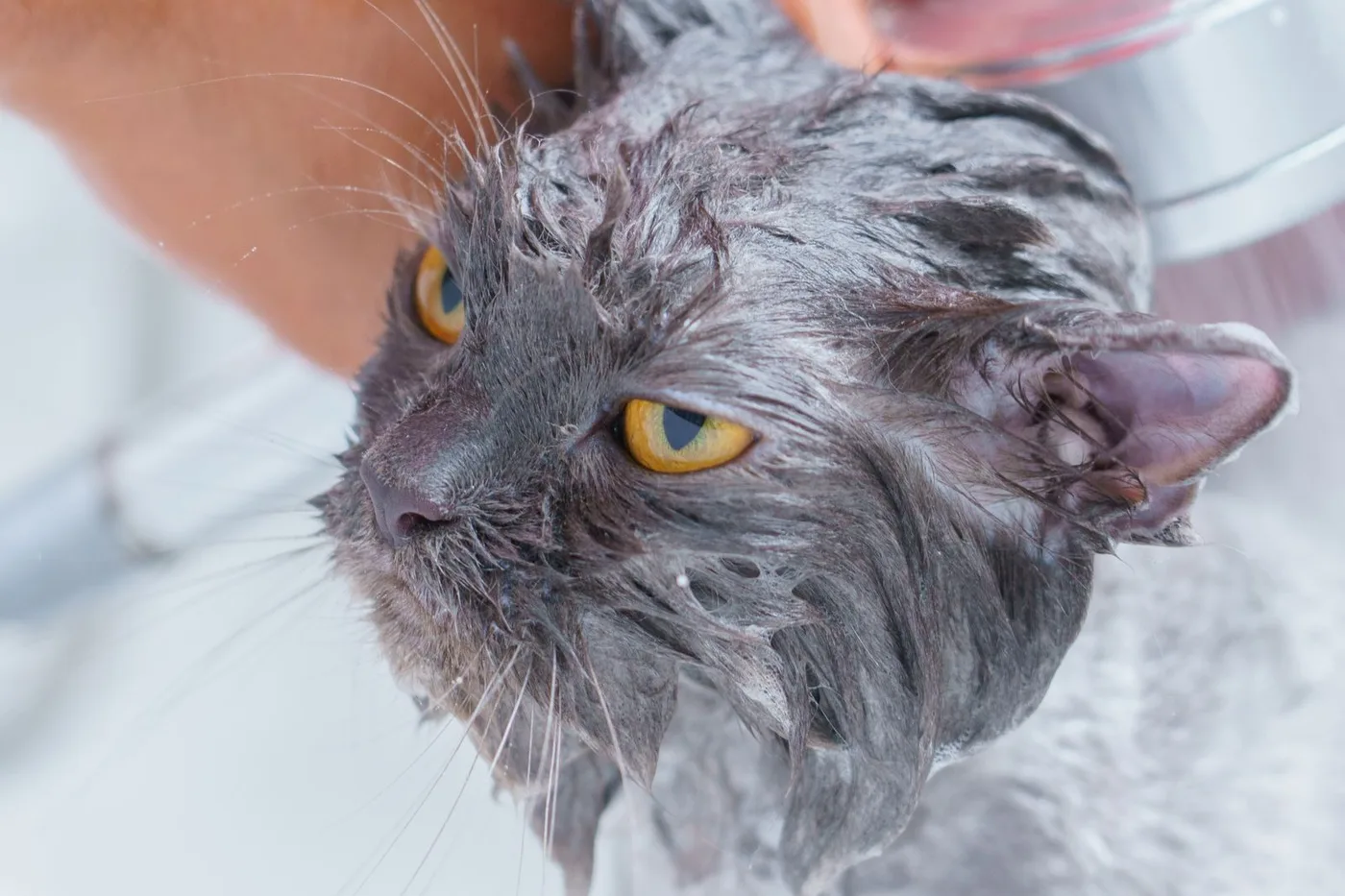 A wet gray cat with amber eyes being rinsed with a hand-held shower sprayer