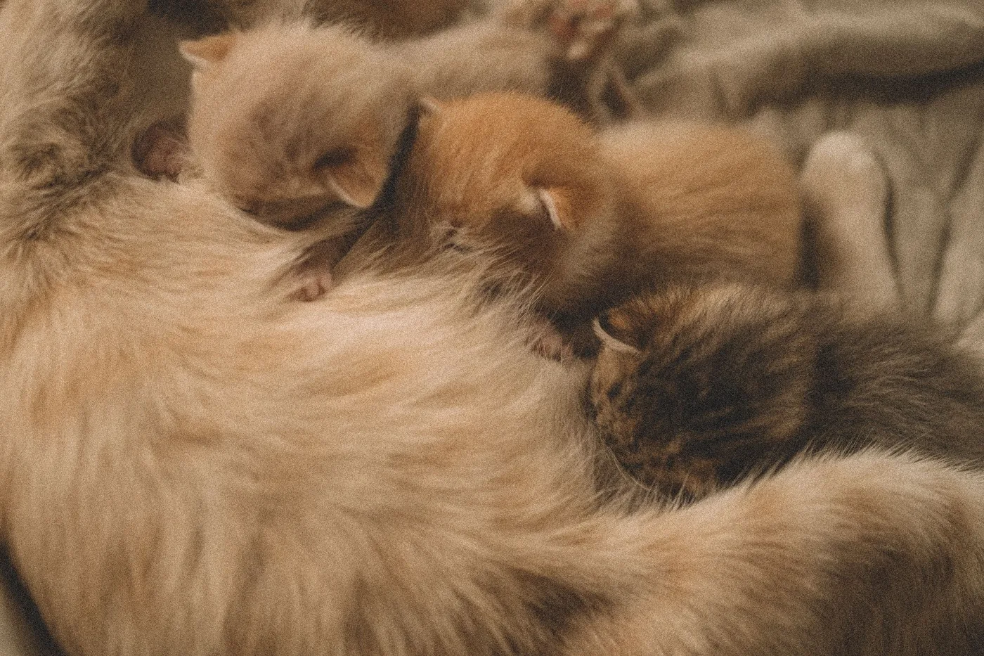 Newborn kittens nursing pressed against their mother's belly on a blanket