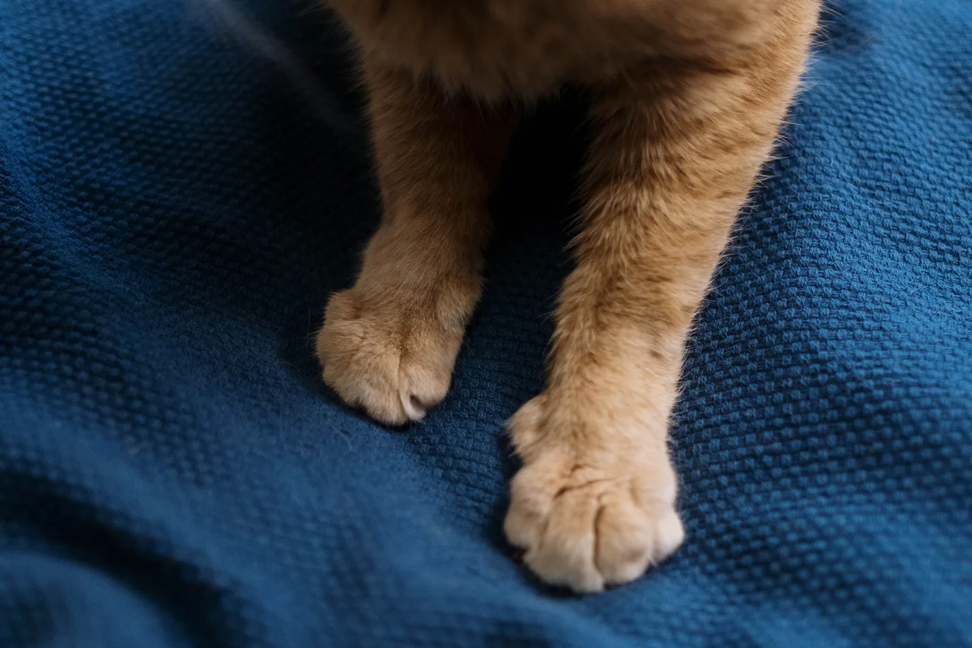 Close-up of a ginger cat's front paws resting on a blue woven blanket