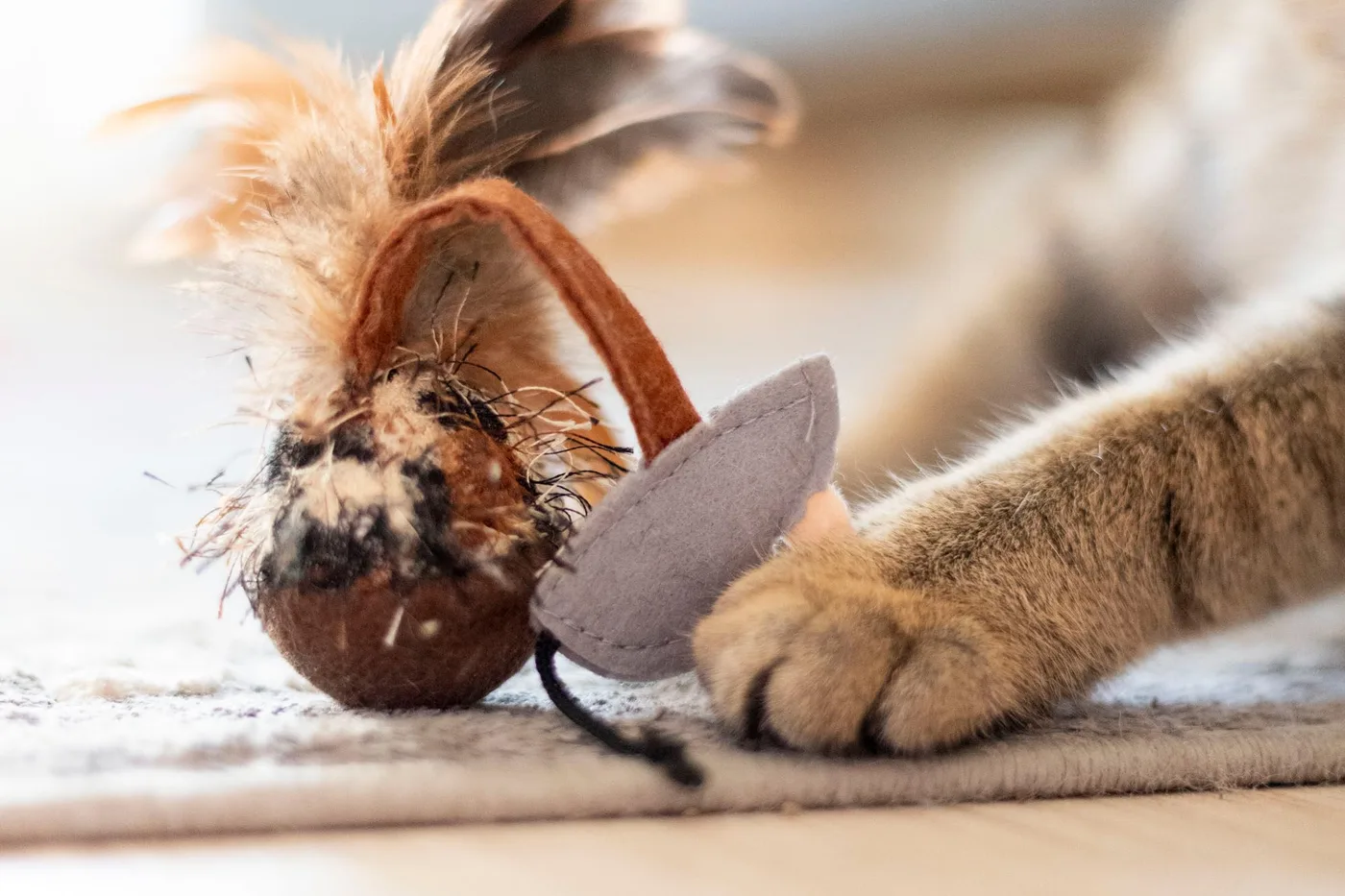 Close-up of a tabby cat's paw batting a felt-and-feather toy on a rug