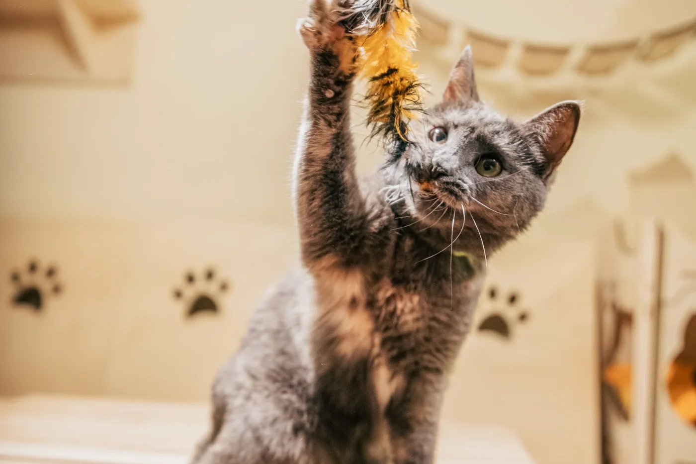 A gray cat rearing up to swat a yellow feather toy with one raised paw