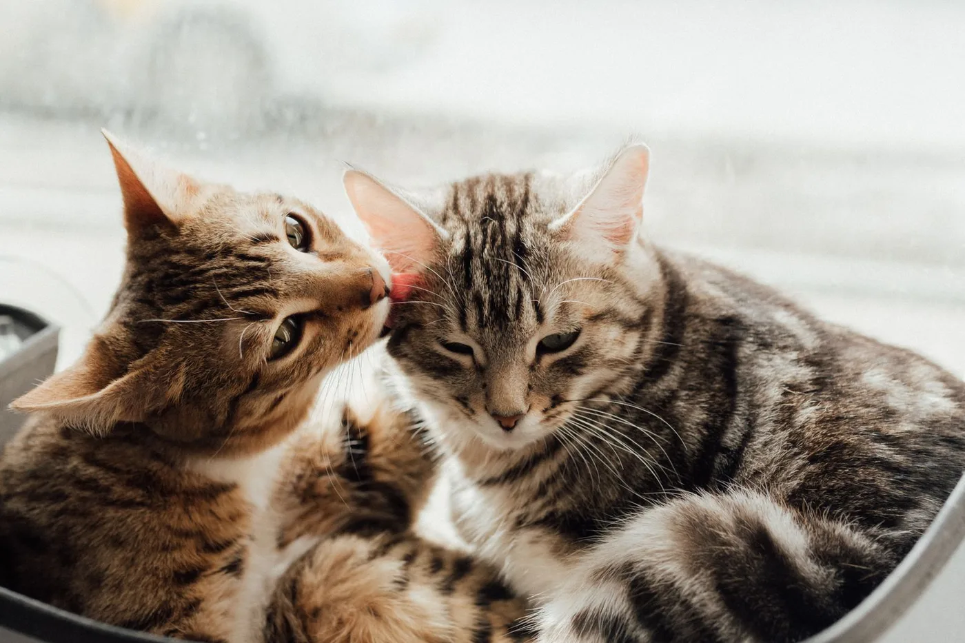 A brown tabby cat licking the head of a gray tabby cat as they lie together by a window
