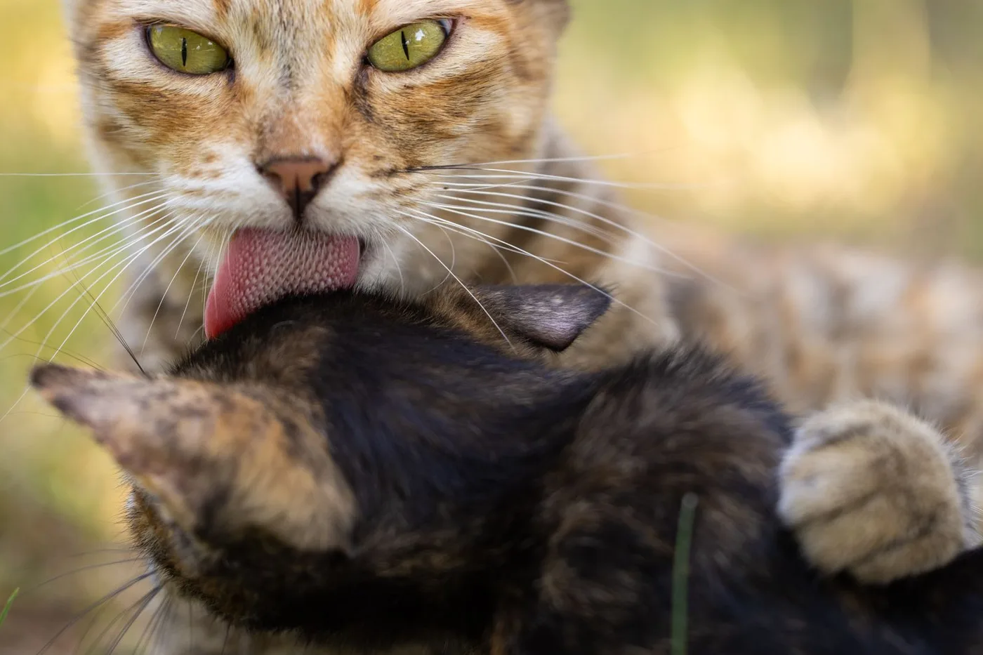 A tabby mother cat licking the head of a tortoiseshell kitten outdoors