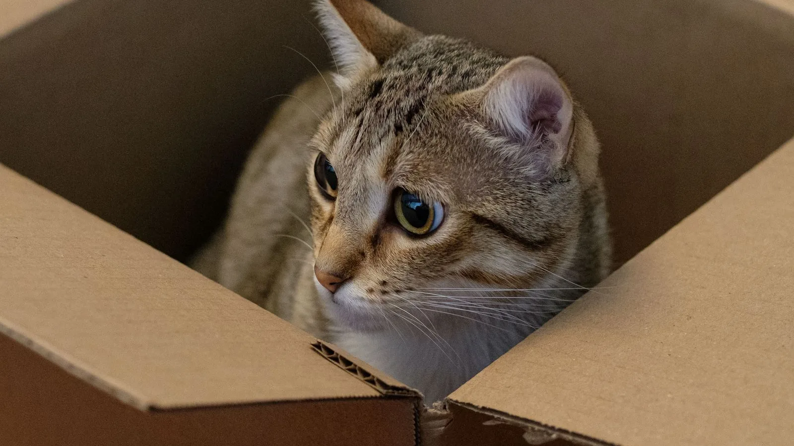 A tabby cat crouched inside a cardboard box, peeking over the open flaps