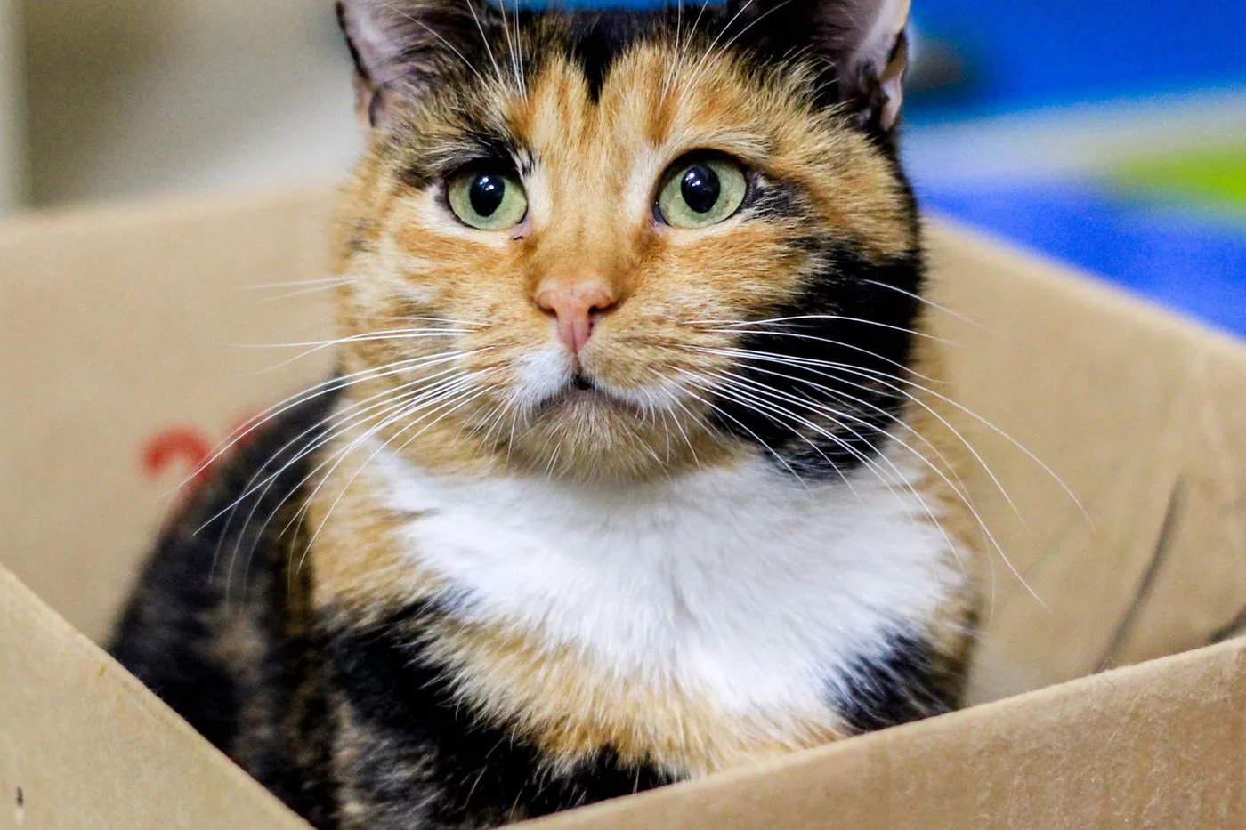 A calico cat sitting upright inside a brown cardboard box, facing the camera
