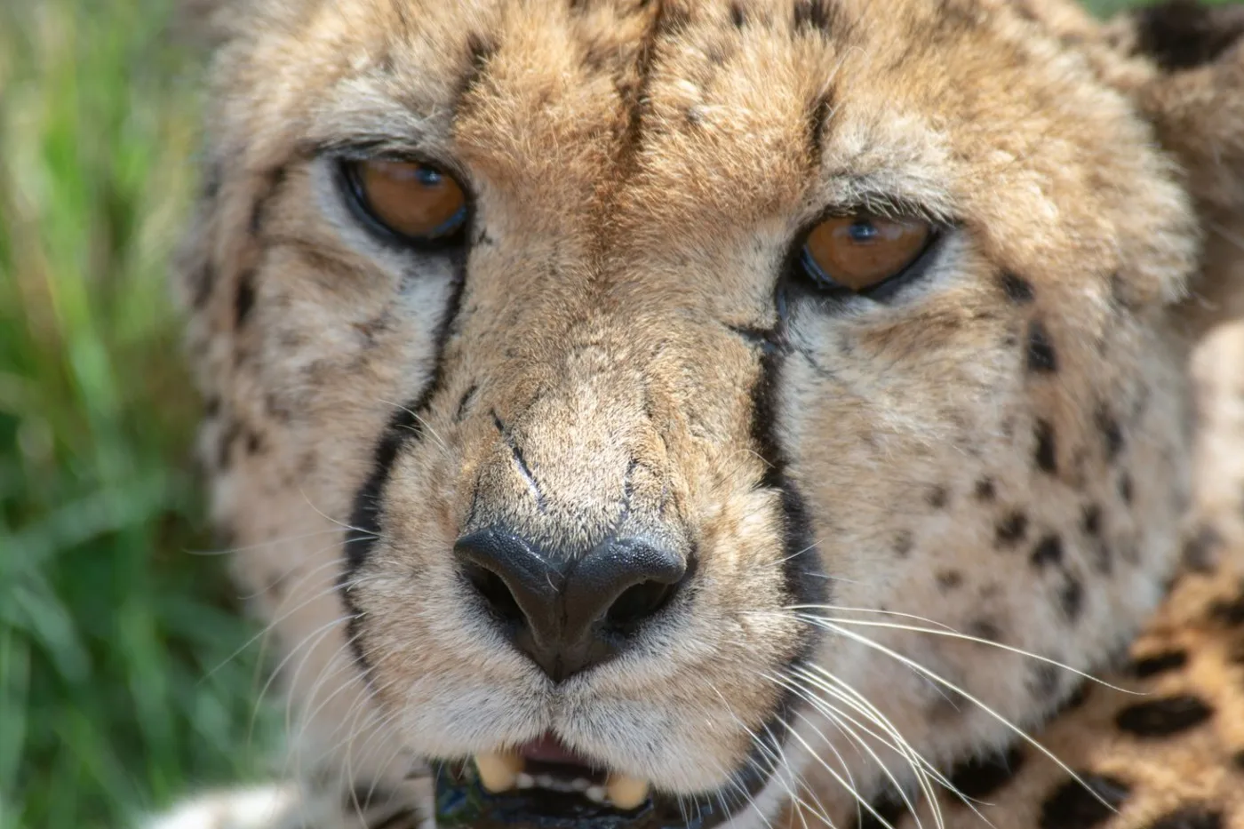 Close-up of a cheetah's face with amber eyes and dark tear-line markings