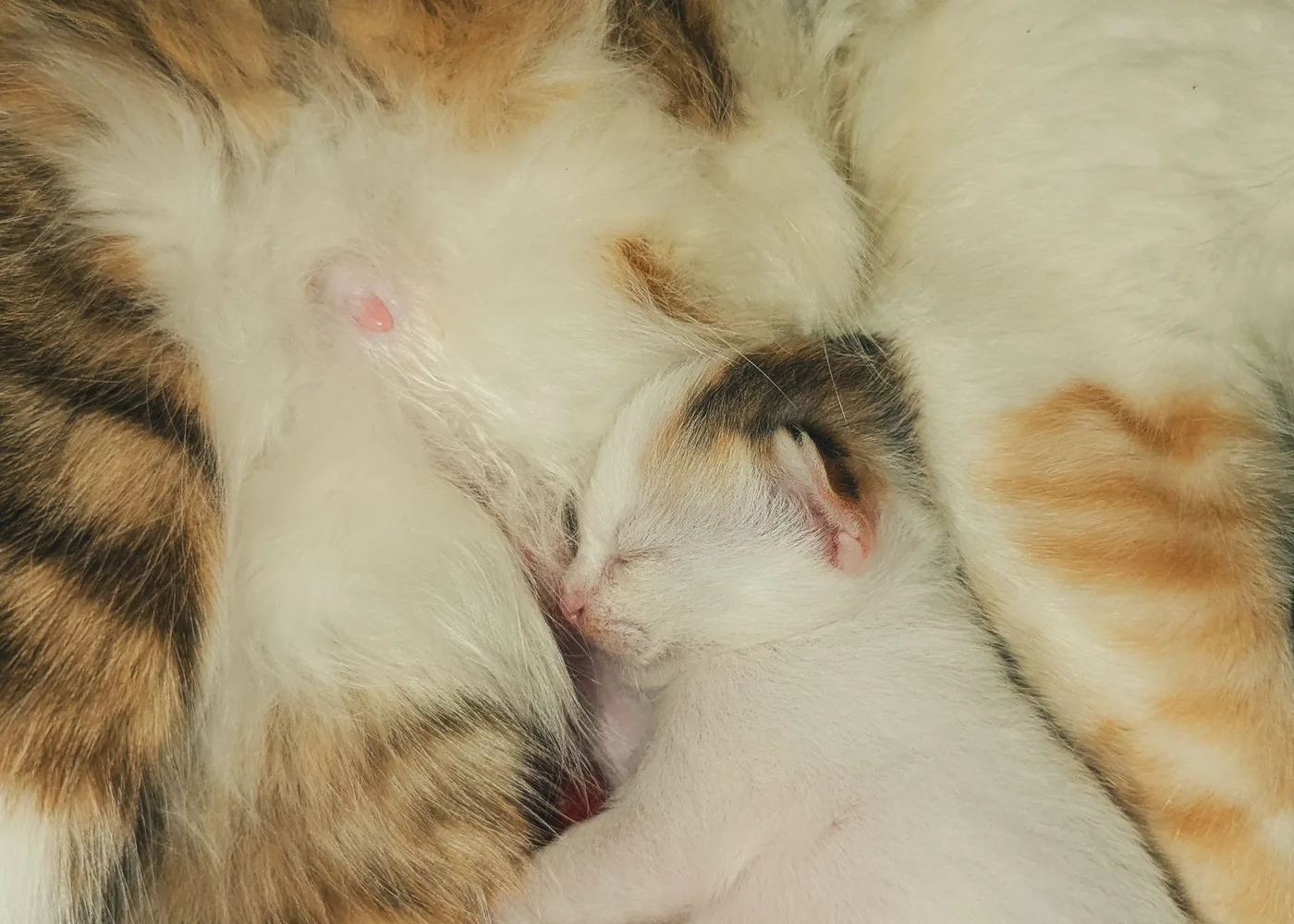 A newborn kitten nursing against its mother's belly, eyes still closed