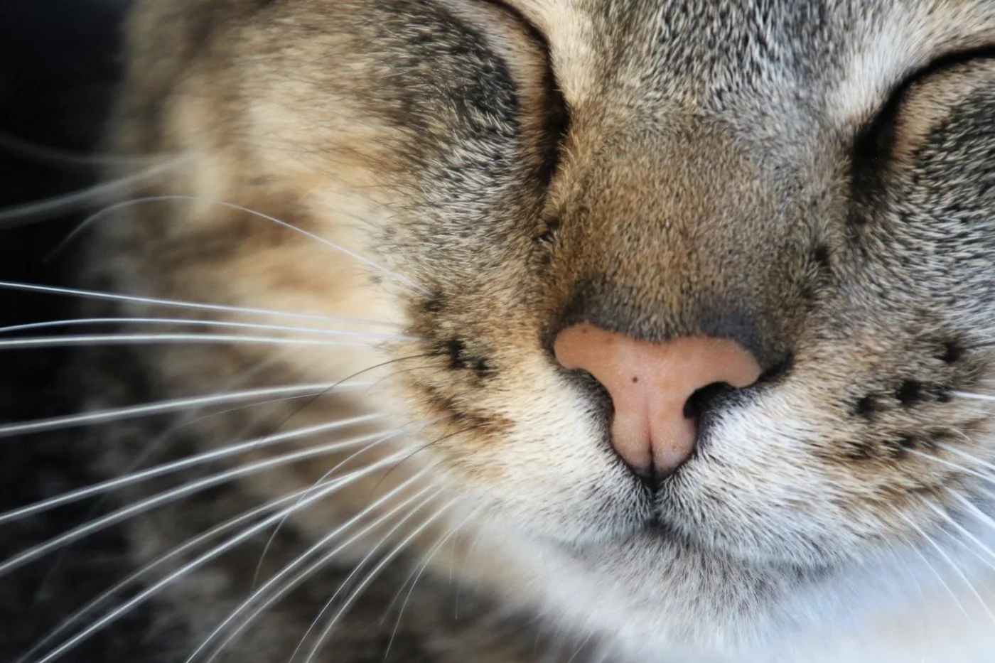 Extreme close-up of a sleeping tabby cat's face with closed eyes and long white whiskers