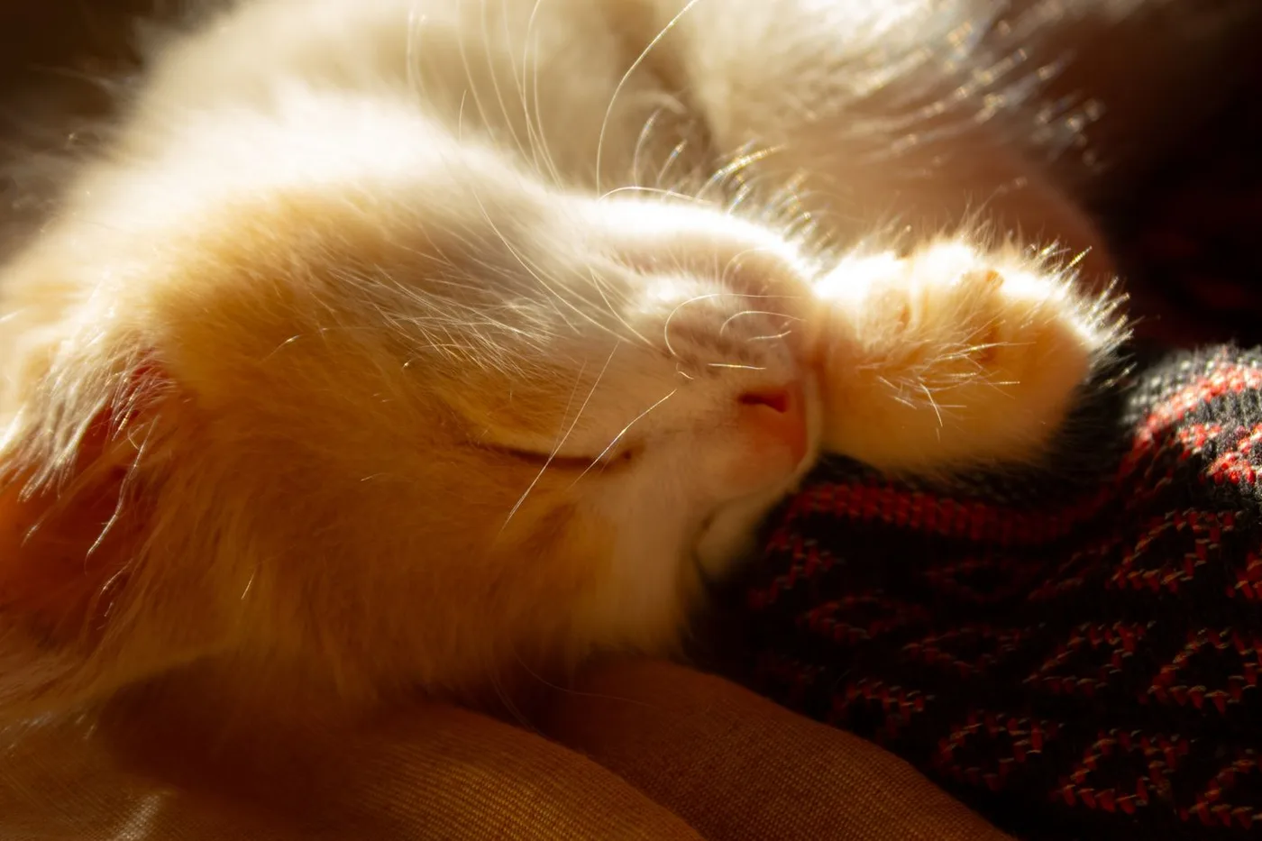 A ginger and white kitten asleep in warm sunlight with one paw curled over its face
