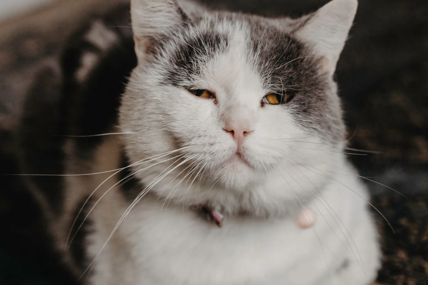 A white and gray cat facing the camera with both eyes narrowed to relaxed slits