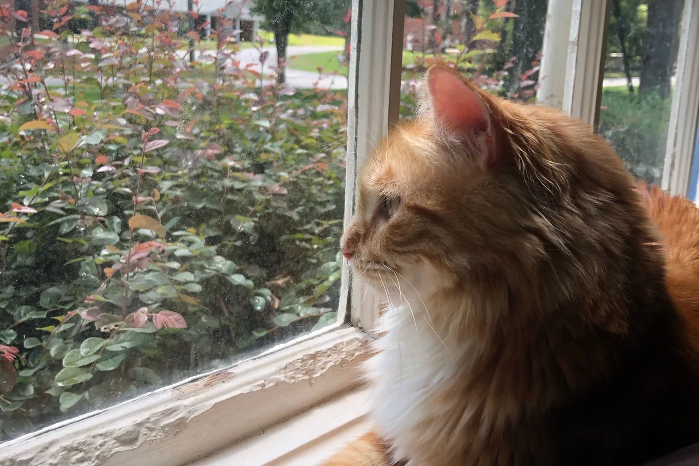 A long-haired ginger cat in profile looking intently through a window at a garden