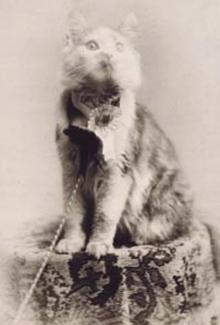 Cosey, the brown tabby Maine Coon who won Best Cat at the 1895 Madison Square Garden show