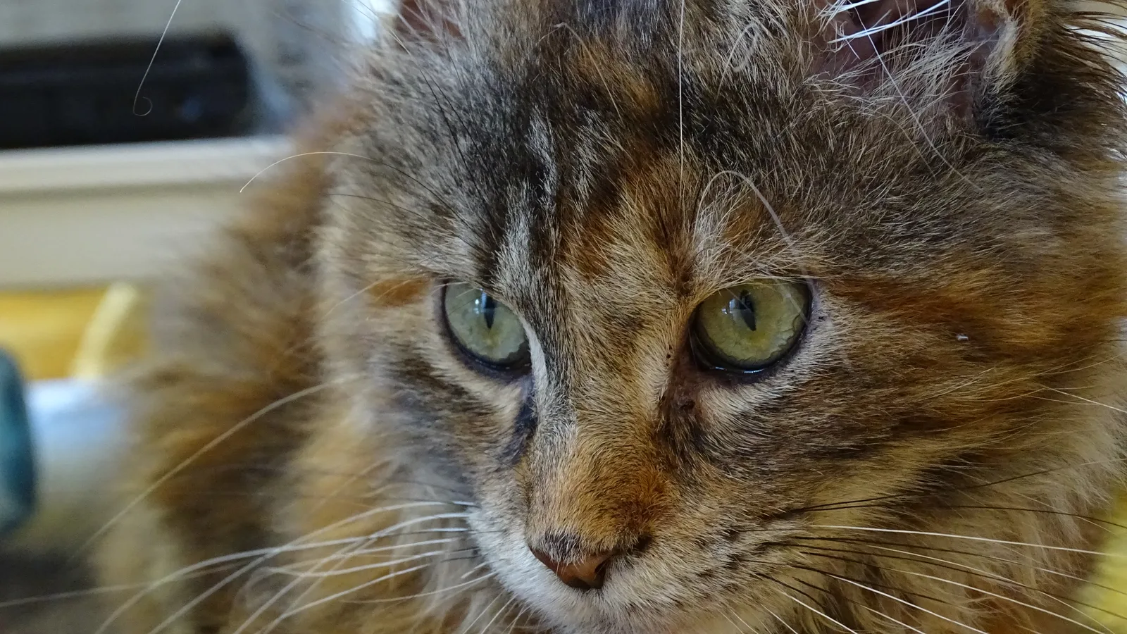 Close-up of a young Maine Coon kitten's face