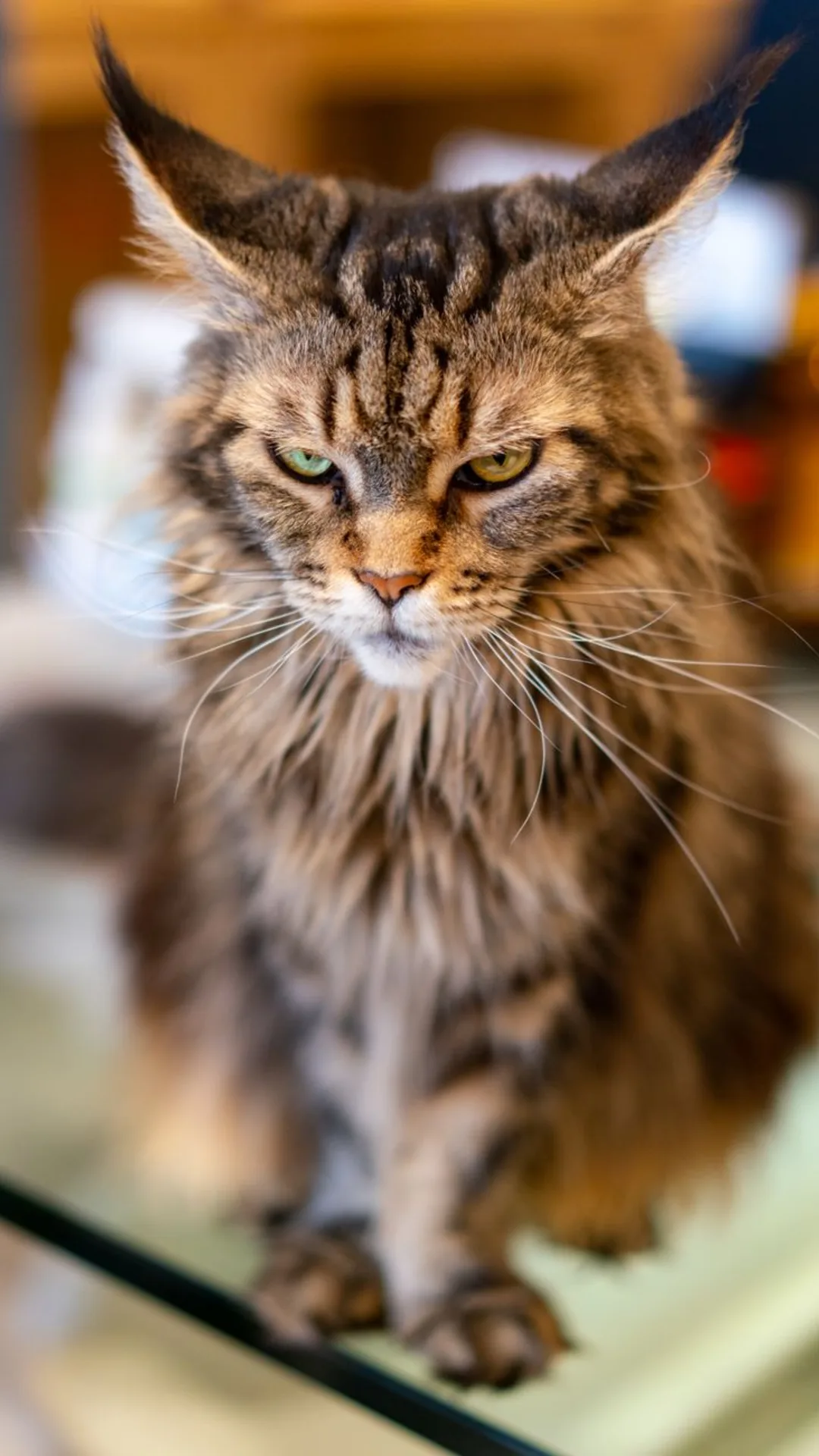 Close-up of a Maine Coon cat with striking fur and intense gaze on a glass surface.